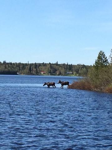 Catfish Lakefront Cabins & Campground Wawa Extérieur photo